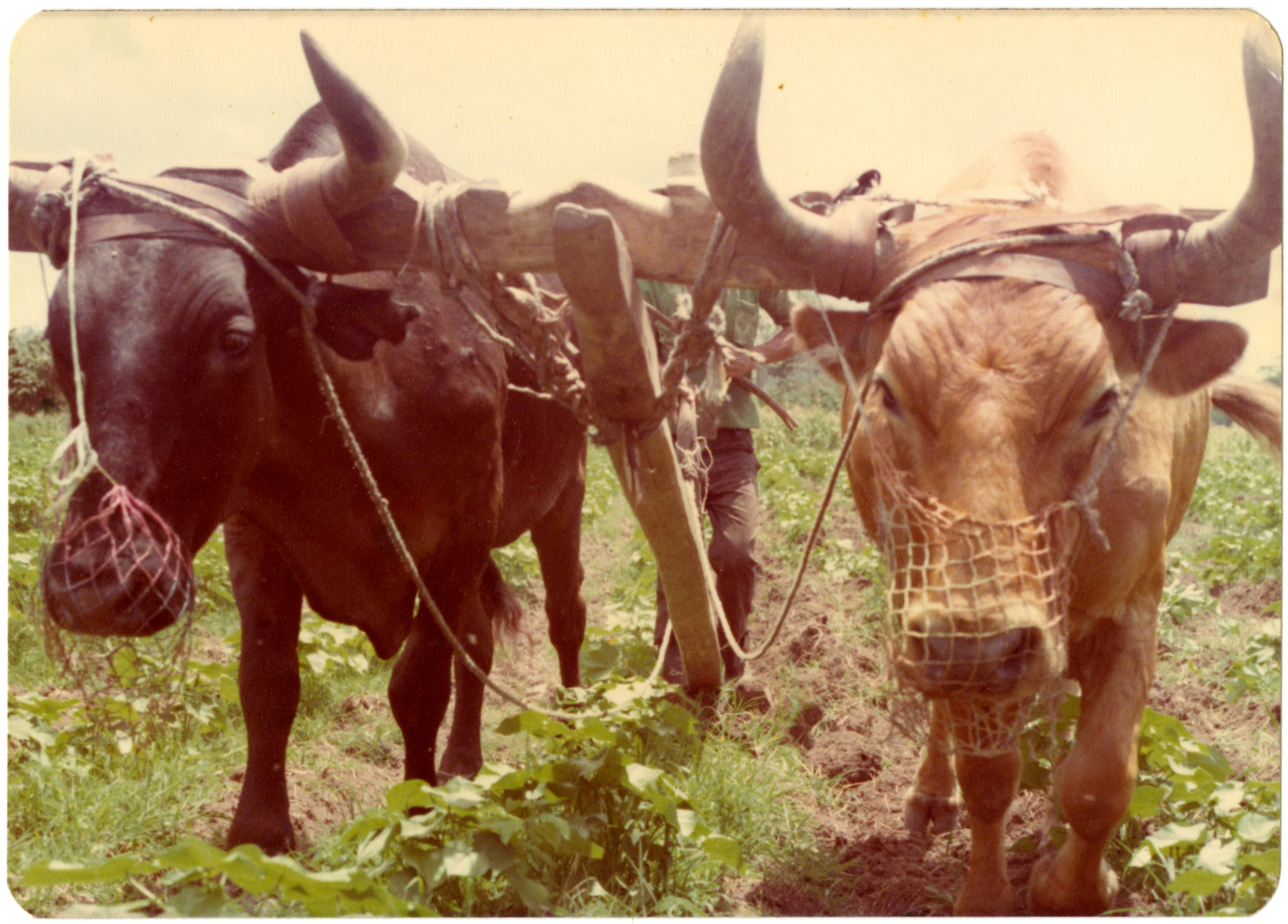 Oxen in Honduras
